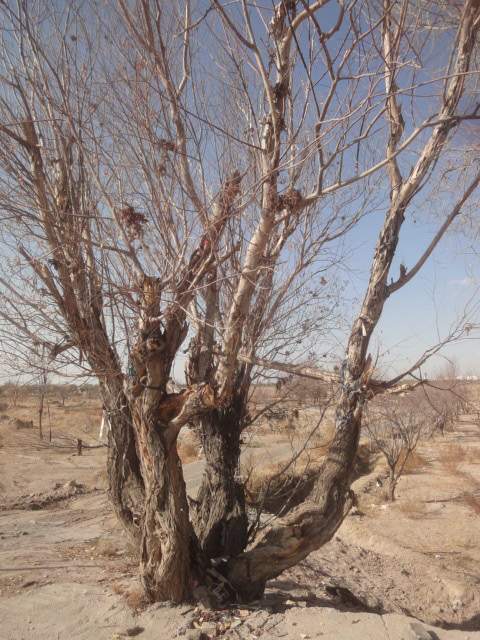 باغات خشکانیده شده